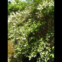 Deutzia scabra cv Candidissima (fam Saxifragacees) (1)